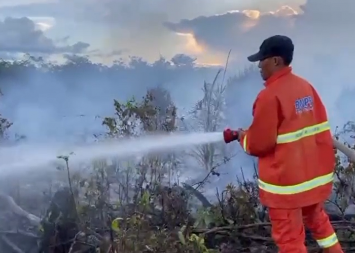 Setengah Hektar Sawit di Bungkal Dilahap Si Jago Merah