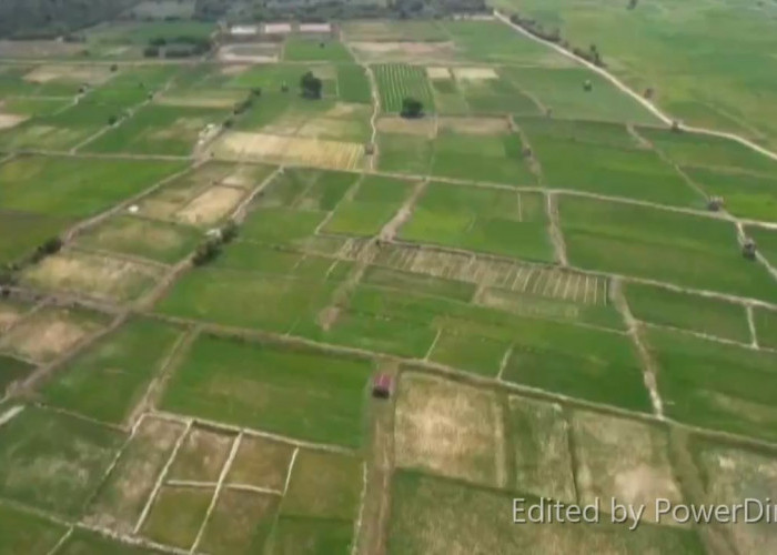 1.200 Hektare Sawah di Batang Hari Kekeringan, 183 Hektare Terancam Puso
