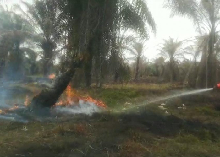 Empat Titik Api kembali Muncul di Lahan Semi Gambut Desa Ramin