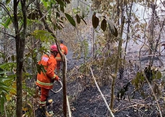 Karhutla di Batang Hari Meluas, 263,4 Hektare Hutan dan Lahan Terbakar