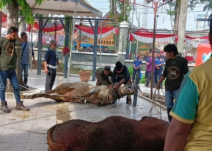 Pemkot Jambi Sembelih Hewan Kurban, Wali Kota Maulana Pastikan Pendistribusian Kepada Masyarakat Tepat Sasaran