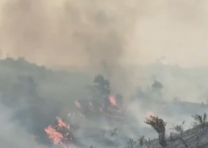 Bupati Batang Hari Duga Kebakaran Tahura Disengaja untuk Kuasai Lahan