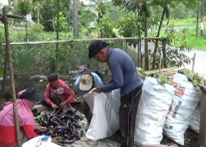 Petani Terong Dikerinci Menjerit, Harga Terong Anjlok Rp1.500 Perkilogram