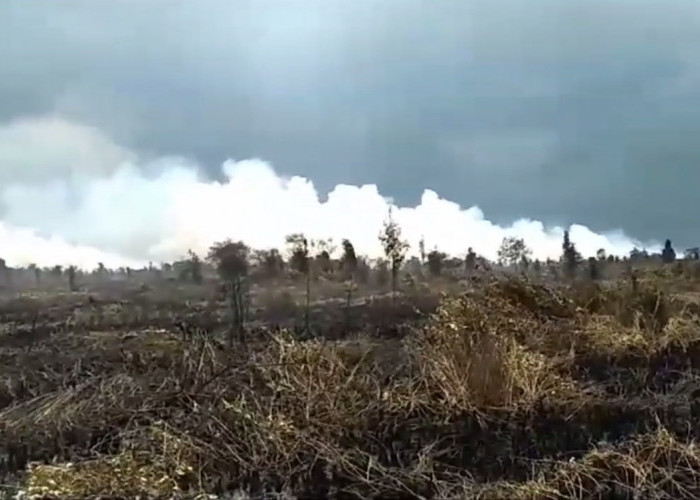 5 Hektare Lahan Gambut di Londerang Terbakar, Butuh Waktu 3 Hari Padamkan Api 