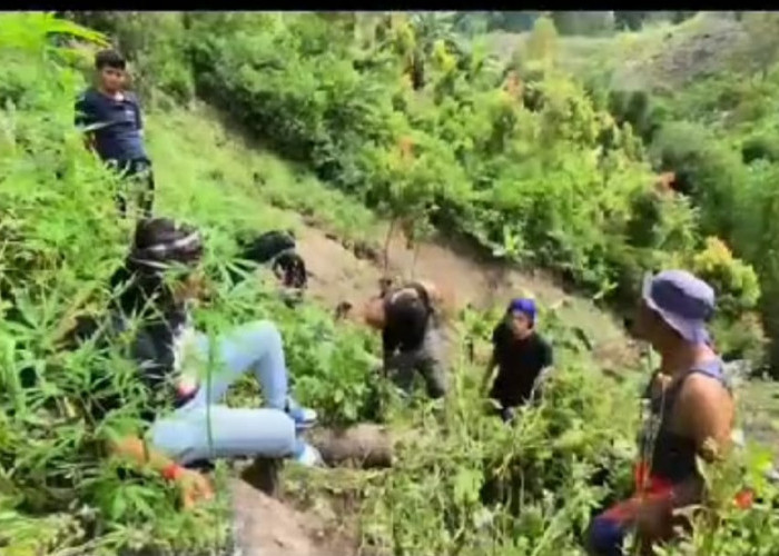 Polres Kerinci Amankan Pemilik Ladang Ganja di Kota Sungai Penuh