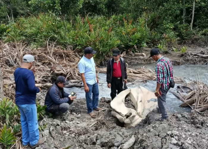 Penemuan Tulang Berukuran Besar Ditemukan Di Tanjab Barat