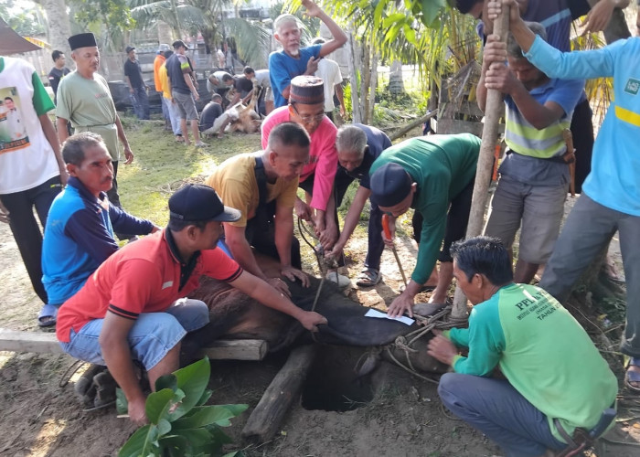 Tradisi Berkurban, Warga Terusan Sembelih 6 Ekor Sapi