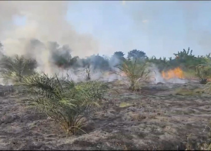 3,5 Hektar Lahan Kosong Terbakar di Pauh Sarolangun 