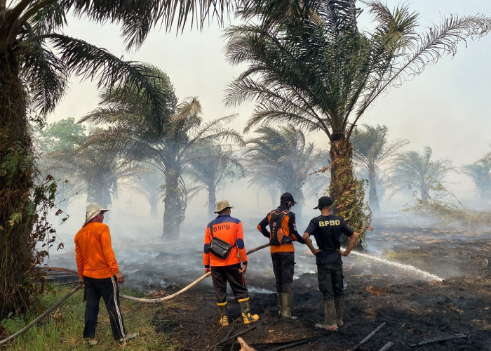 Diterjang Api dari Tanjabtim, 30 Hektare Lahan di Sungai Aur Muaro Jambi Terbakar