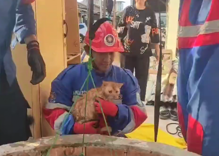Dramatis, Tim Damkar Kota Jambi Evakuasi Kucing dari Sumur Sedalam 10 Meter