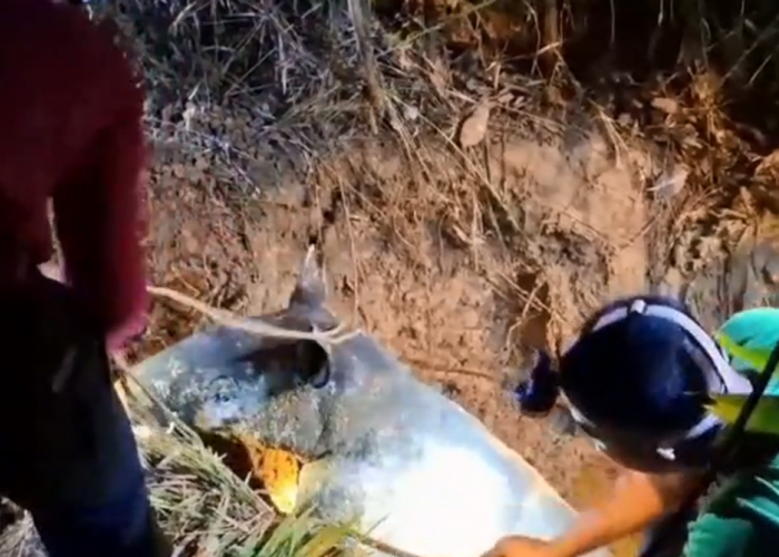 Dramatis! Seekor Tapir Sumatra Terjebak Sumur Tua di Candi Muaro Jambi Berhasil Dievakuasi