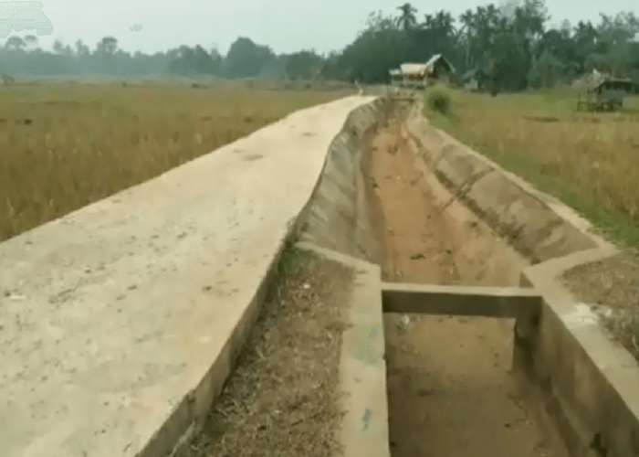 Irigasi Sawah Mengering Akibat Kemarau, Petani Tak Bisa Langsung Garap Sawah 