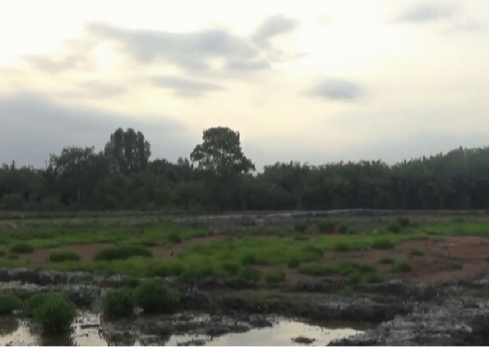 Progres Cetak Sawah Rakyat Batang Hari, 503 Hektare Lahan CSR Belum Ditanami Padi