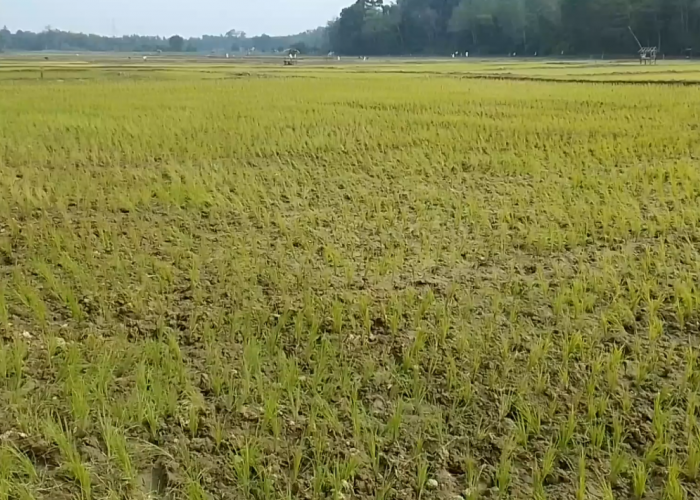 Dampak Musim Kemarau, 1.485 Hektar Sawah Terancam Kekeringan 