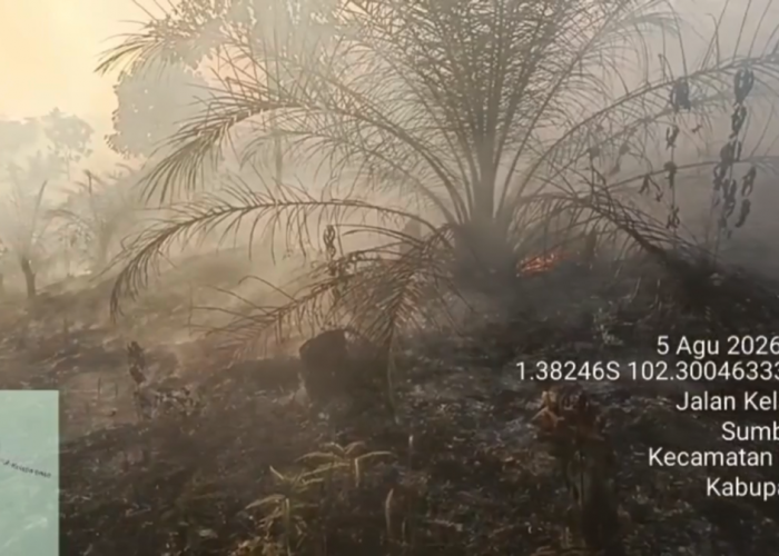 Karhutla Kembali Terjadi di Tebo, 2 Hektare Kebun Sawit Warga Terbakar