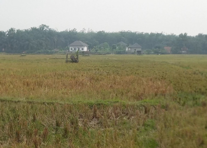 Kemarau Panjang, 100 Hektare Sawah di Tebo Gagal Panen