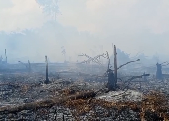 Siaga Karhutla! Ratusan Hektare Lahan Terbakar di Tebo, Warga Diminta Waspada