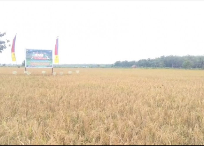 3.810 Hektar Sawah Padi di Batanghari Selamat dari Gagal Panen Musim Kemarau