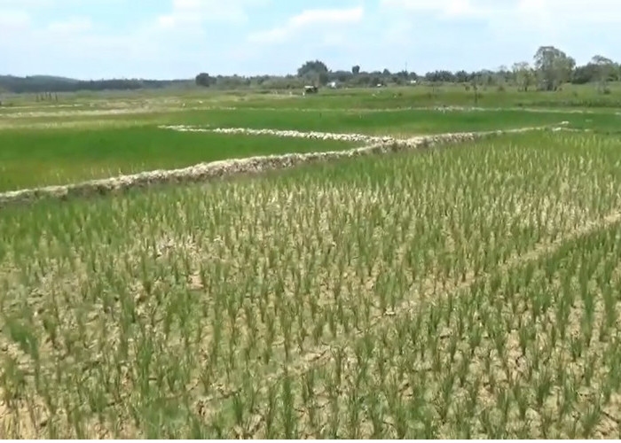 Sawah Milik Petani di Tebo Tidak Ada yang Diasuransikan