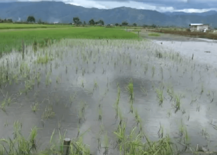 1.500 Hektar Sawah Warga Sungai Penuh Terancam Gagal Panen Karena Terendam Banjir