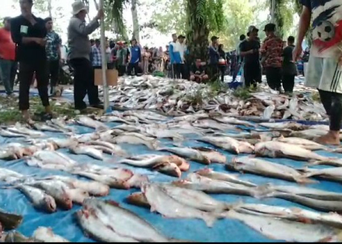Tradisi Buka Lubuk Larangan, Warga Dusun Aurgading Kumpulkan 5 Ton Ikan
