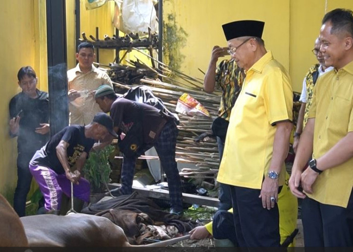 DPD Partai Golkar Provinsi Jambi Kurbankan 8 Ekor Sapi