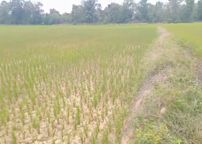 Kemarau Panjang, Ratusan Hektare Sawah di Tebo Gagal Panen