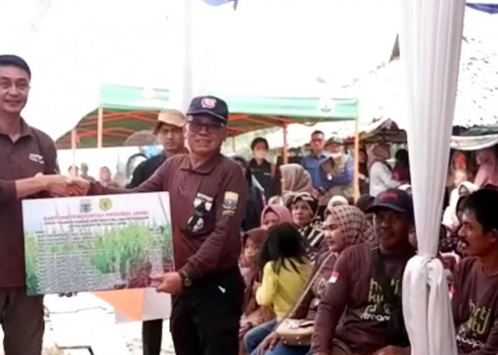 Pj Bupati Bachyuni Panen Raya Cabai Merah di Talang Kerinci