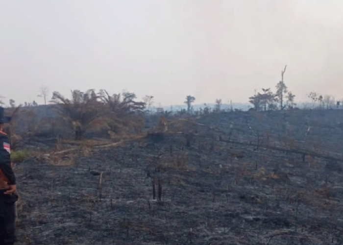 100 Hektar Lahan di  Marosebo Ulu Hangus Terbakar