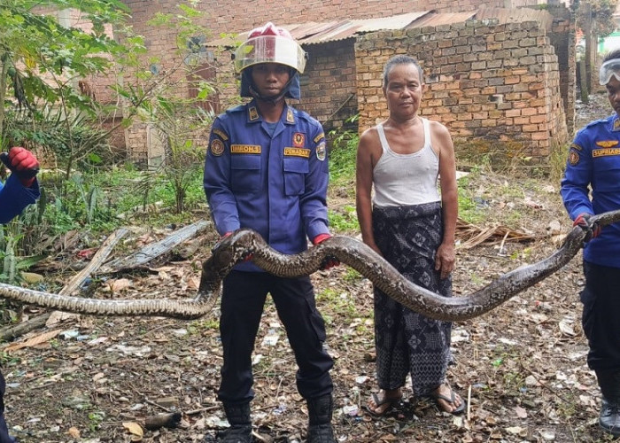 Piton 6 Meter dalam Sumur Warga, Damkar Kumpeh Ulu Lakukan Evakuasi Menegangkan