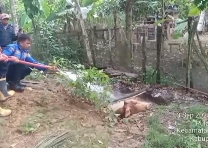 Damkar Tebo, Selamatkan Seekor Sapi Terjebak  di Sumur Sedalam 3 Meter