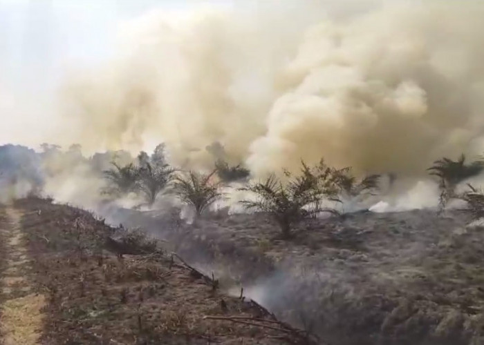 Tercatat 70 Hektar Lahan Terbakar di Kabupaten Sarolangun