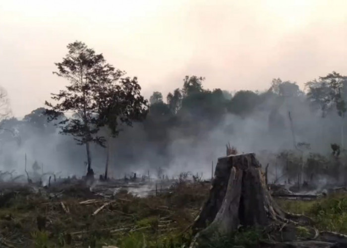 Kobaran Api Hanguskan 10 Hektar Lahan di Desa Aro