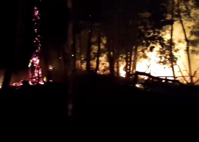15 Hektar Lahan Tahura Di Senami Batang Hari Terbakar Lagi