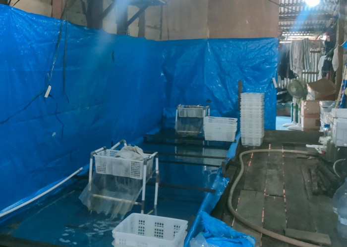 Harga Udang Ketak Stabil, Pemasok Ikan Sebut Pasokan Berkurang Dari Hasil Nelayan Melaut