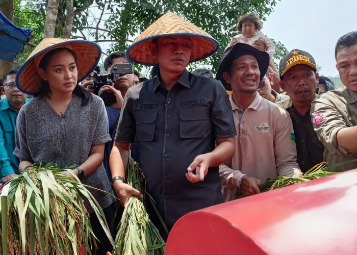 Panen Raya Padi, Kelompok Tani Simpang Aur Gading Hasilkan 8,8 Ton Perhektar   