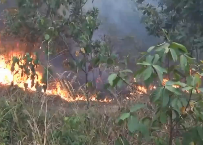 Kawasan Tahura Terbakar 10 Hektare Lebih Kawasan Tahura Di Batang Hari Terbakar Kabupaten Batang Hari