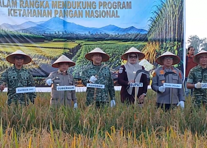 Tanjab Timur Jadi Tuan Rumah Panen Padi Serentak, Wujud Komitmen Pemkab Perkuat Ketahanan Pangan Nasional