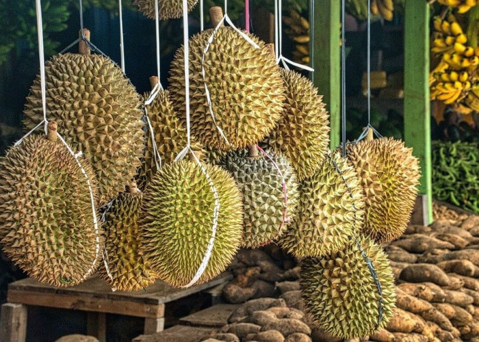 8 Cara Memilih Durian yang Bagus dan Manis, Duri Pendek dan Jarang-Jarang Lebih Bagus