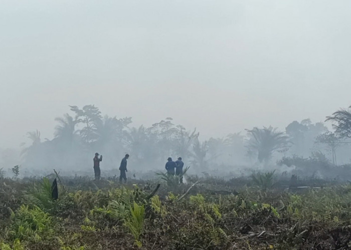 Kebarakan Lahan Gambut Di Sungai Abang, Luas Lahan Sudah Lebih Dari 20 Hektar 