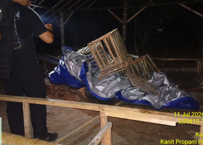 Polisi Gerebek Arena Sabung Ayam Di Kerinci, Pelaku Kabur Tinggalkan Sejumlah Barang Bukti