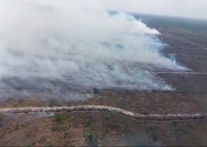 Hutan Konservasi Gajah dan Orang Hutan di Tanjab Barat Terbakar, Tim Satgas Amankan 1 Terduga Pelaku 