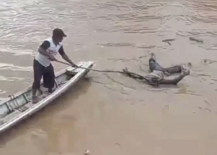 Geger! Warga Tanjung Menanti Temukan Mayat Mengambang di Sungai Batang Tebo 