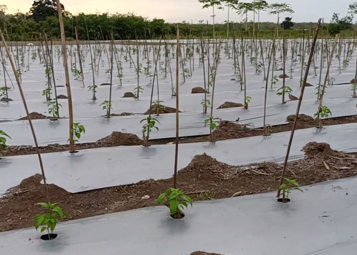 Musim Kemarau, Kekurangan Pasokan Air Ancam Lahan Pertanian di Sarolangun