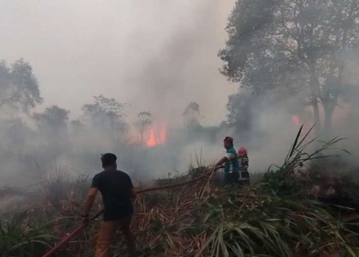 Angin Kencang dan Sulitnya Akses, Damkar Berjuang Jinakkan Api di Tanjung Johor