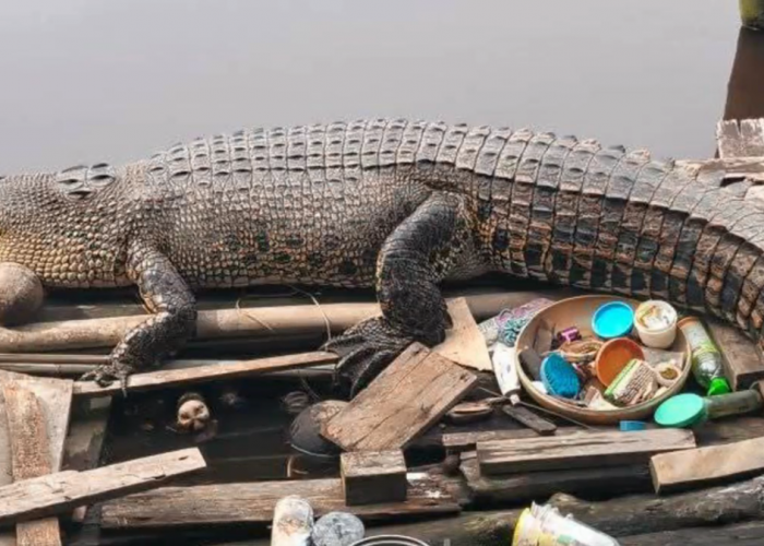 Buaya Gempal Asik Berjemur Di Jamban Sungai Betara