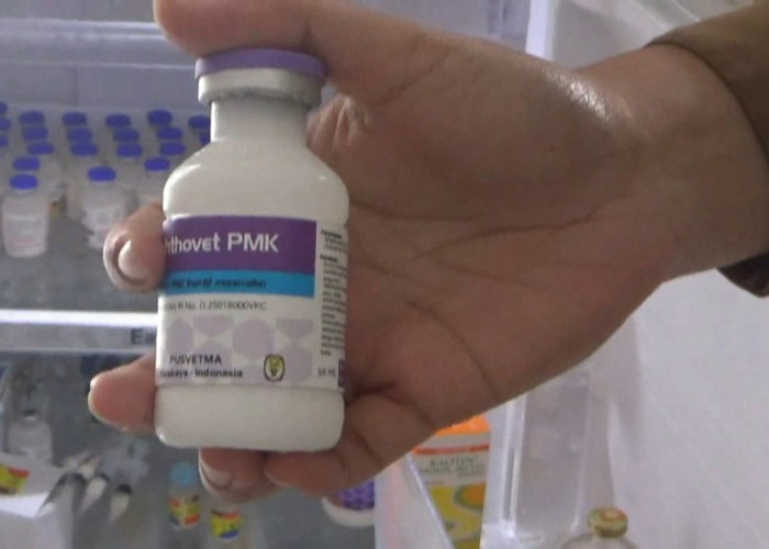 Cegah Penularan PMK, 1.000 Dosis Vaksin Disalurkan untuk Hewan Ternak di Batanghari