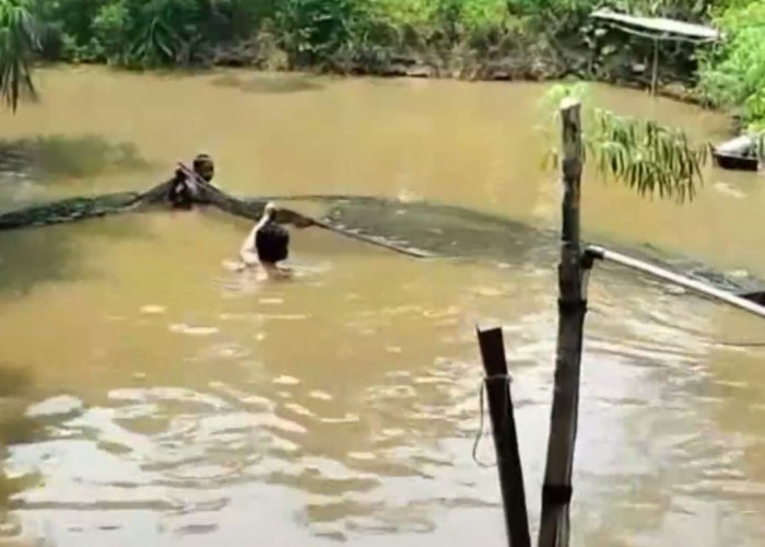 Takut Kekeringan, Petani Terpaksa Percepat Proses Panen Ikan