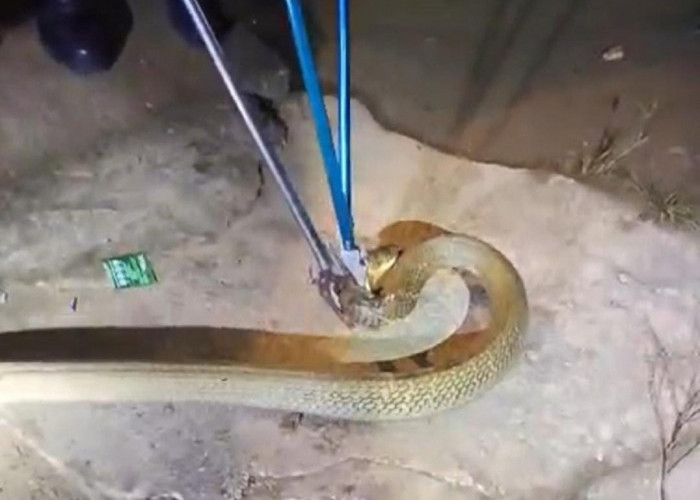 Mencekam! Ular Kobra Masuk Rumah Warga di Muaro Jambi Saat Malam Lebaran