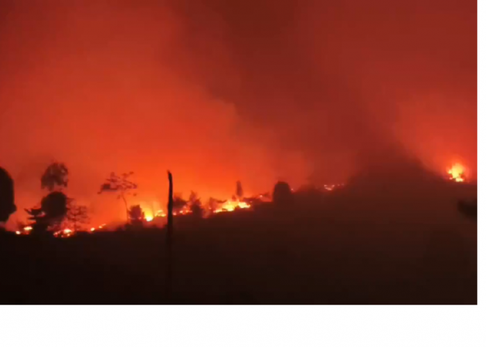 Tahura Batanghari Kembali Terbakar, Enam Hektare Lahan Hangus
